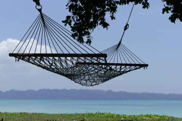 aquatic plants beach daylight hammock